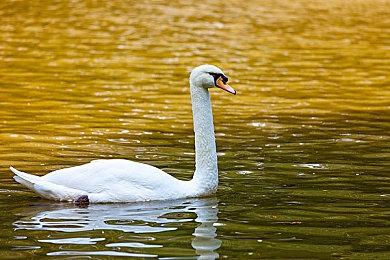 腾讯手游《仙剑OL》将于6月2日停运 你玩过吗？